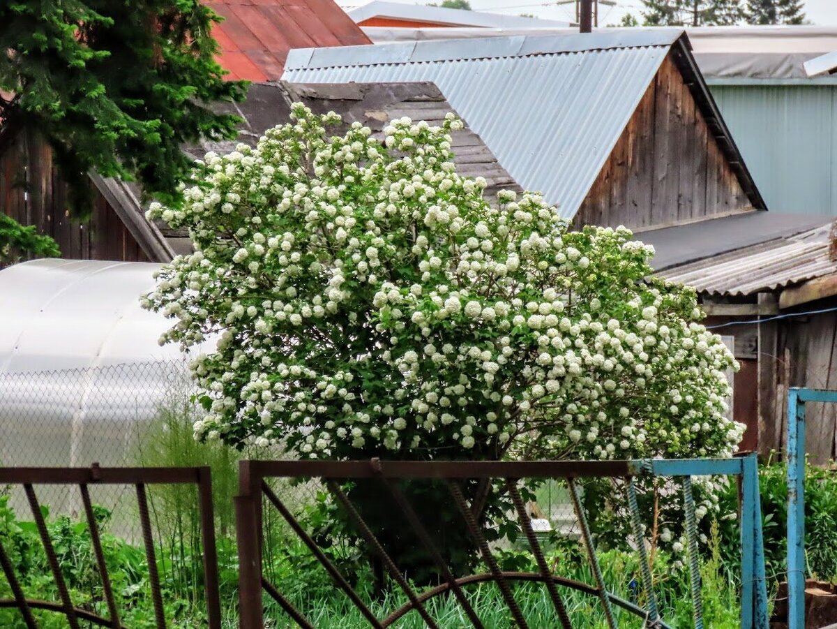 По цветущим ул. Нартова. Андреевская + дер. кружева - пос. шахты Северная -  Кемерово | Екатерина про Кемерово | Дзен