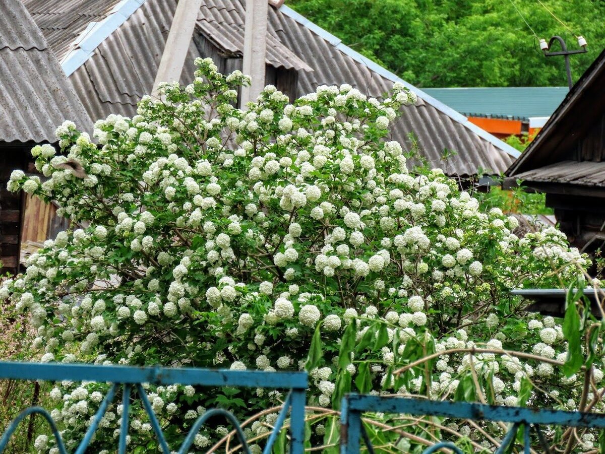 По цветущим ул. Нартова. Андреевская + дер. кружева - пос. шахты Северная -  Кемерово | Екатерина про Кемерово | Дзен