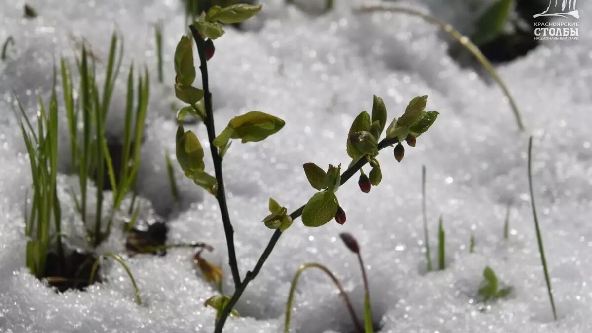     Источник: t.me/npkrasstolby