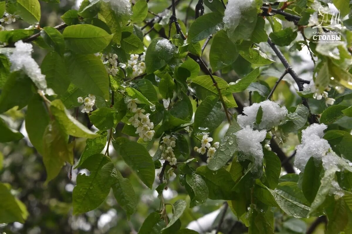     Источник: t.me/npkrasstolby