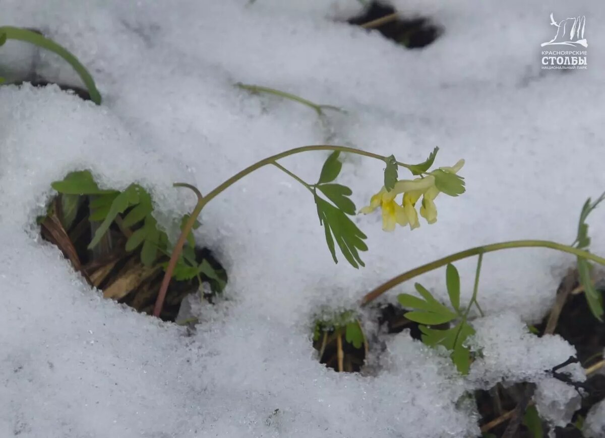     Источник: t.me/npkrasstolby