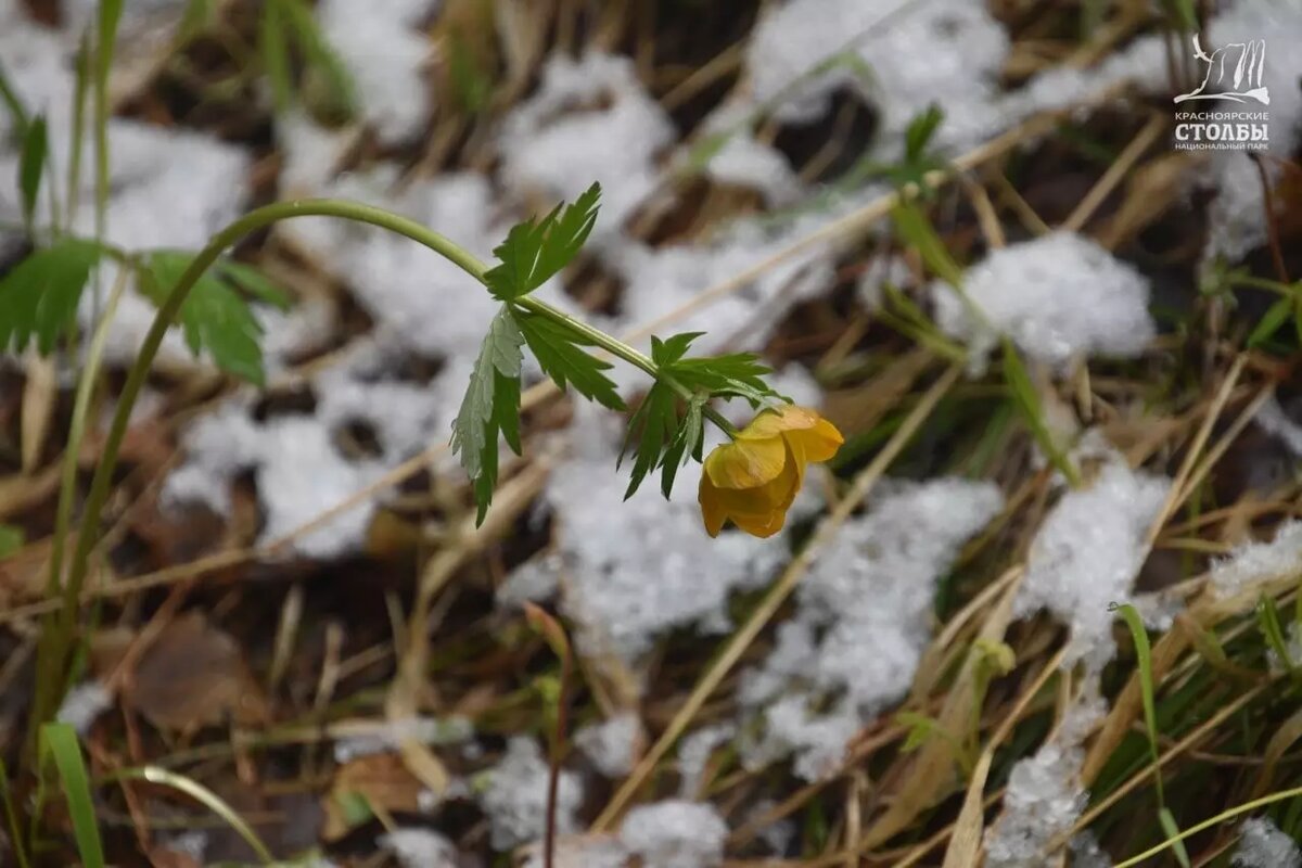     Источник: t.me/npkrasstolby