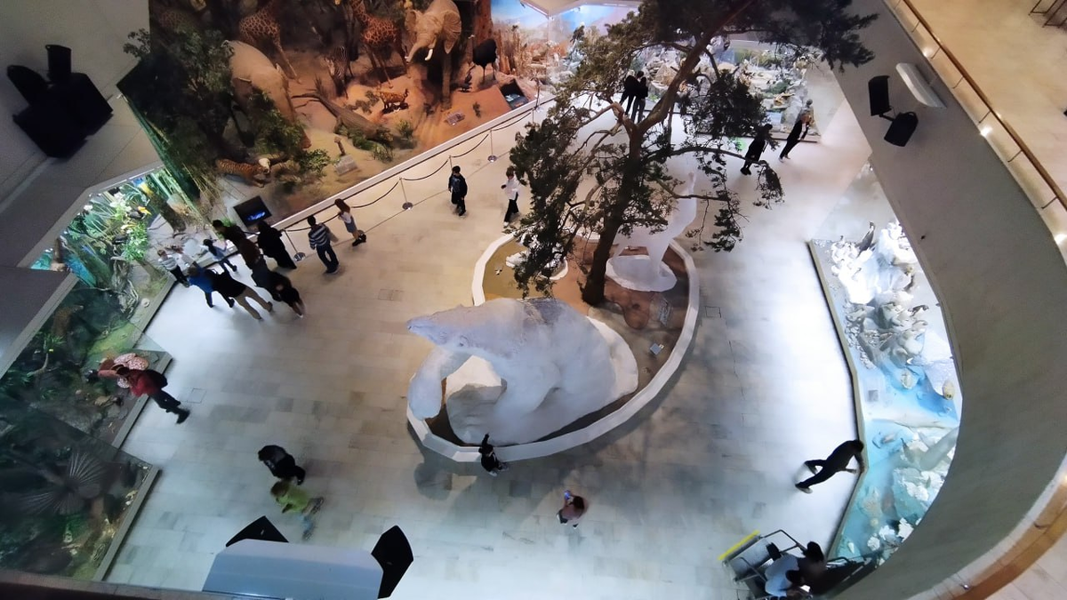 Скульптура мегатерия в Государственном Дарвиновском музее (вид сверху)