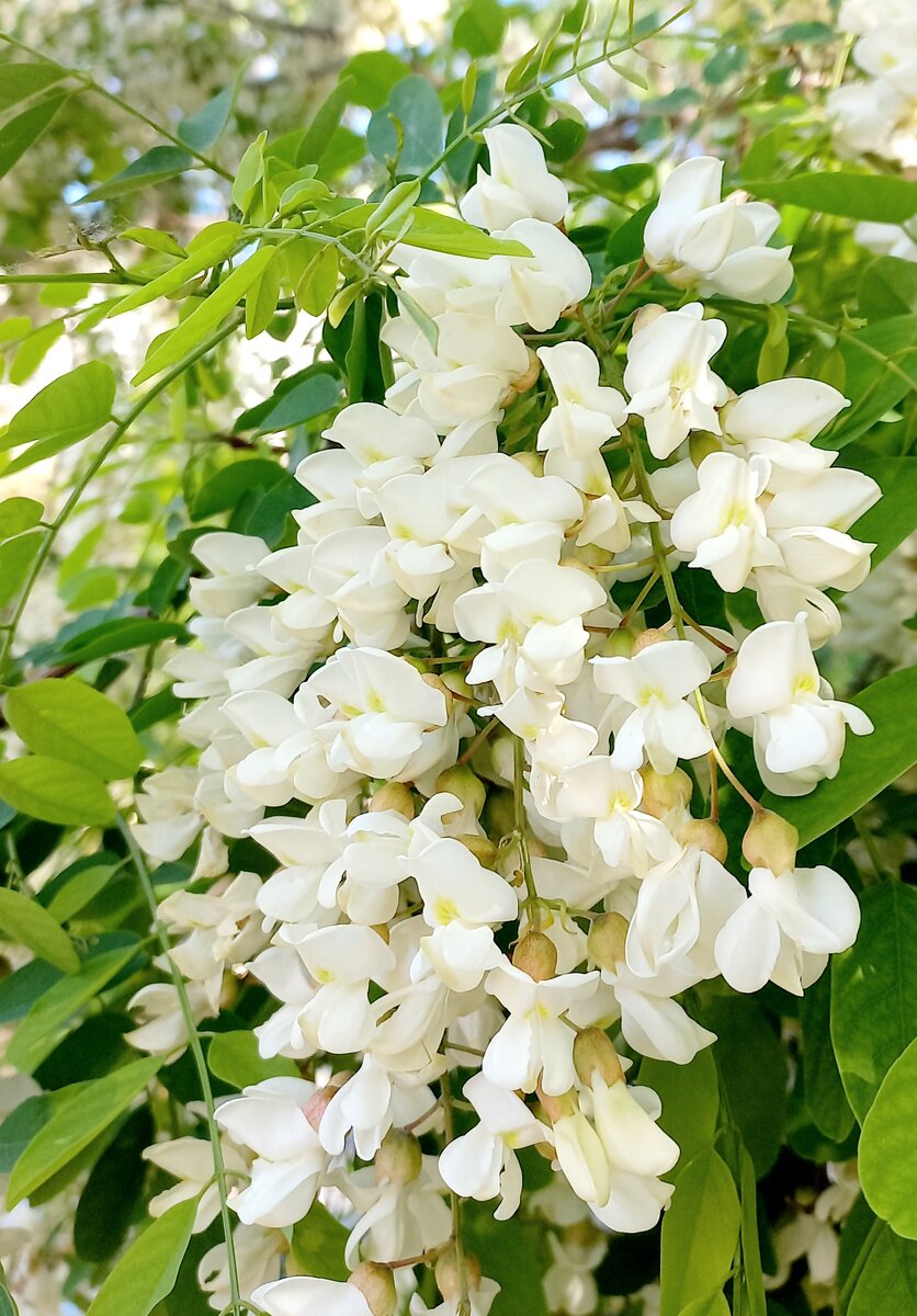 Цветы акации, словно французское кружево на деревьях.