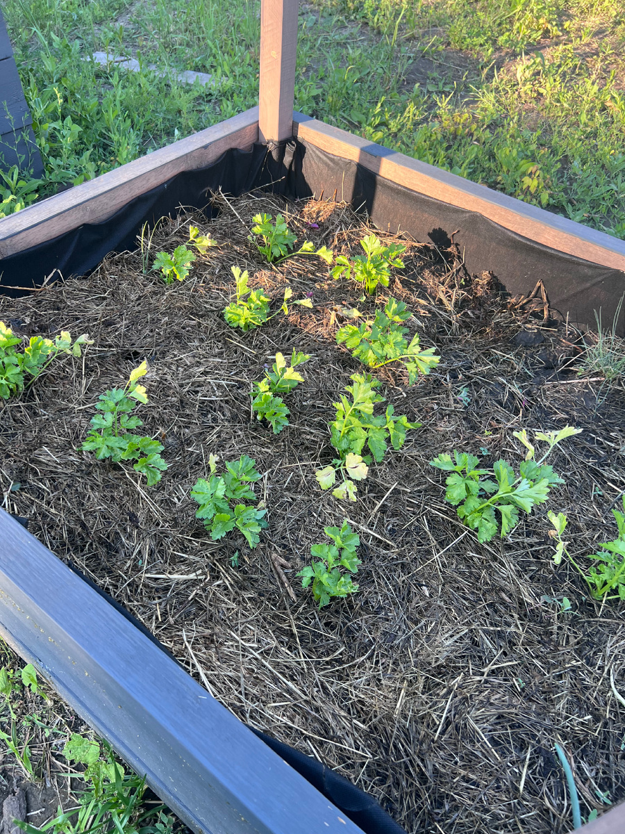 Малышки сельдереи в начале пути. Это их единственное в жизни фото