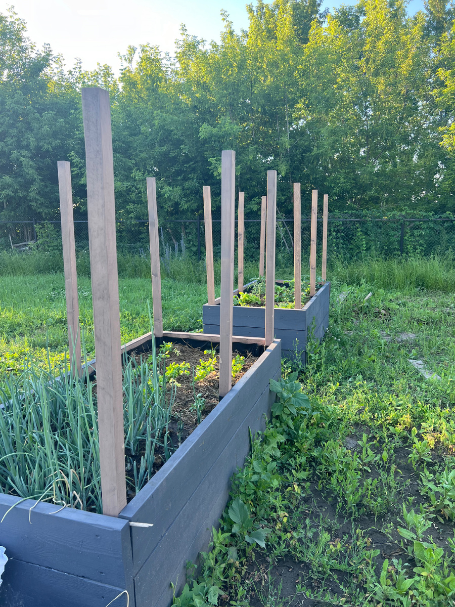 Вот так мой огород выглядел в прошлом году