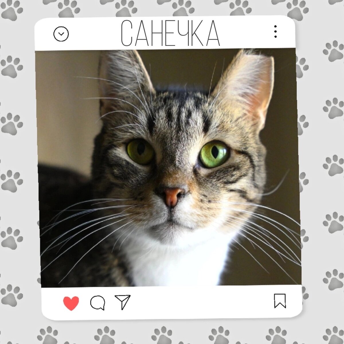 Кошка Санечка ищет дом 😍🐾 | Приют для кошек 