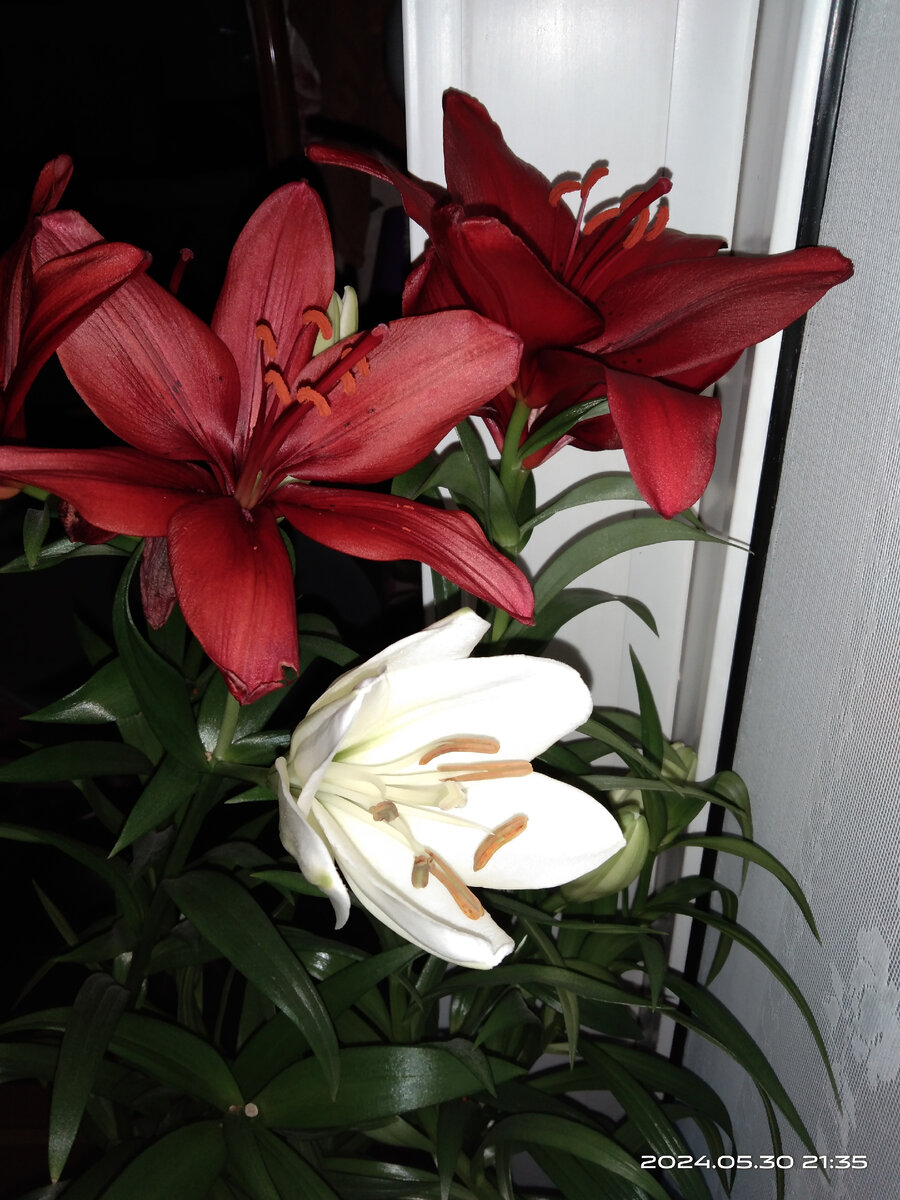 Фото из личного архива , лилии