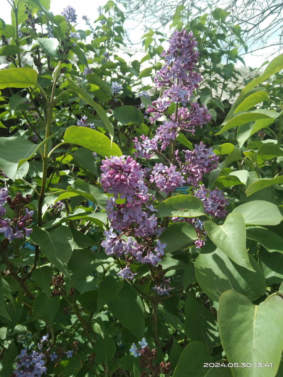 Фото из личного архива , сирень