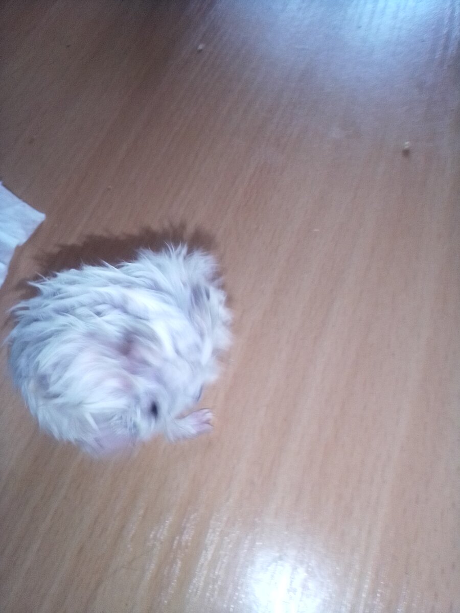 Это вчера так выглядел Ньюми, ниже расскажу почему.