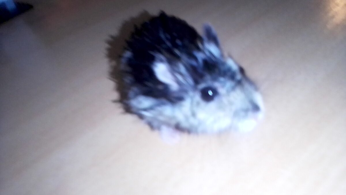 Это мокрый Веник