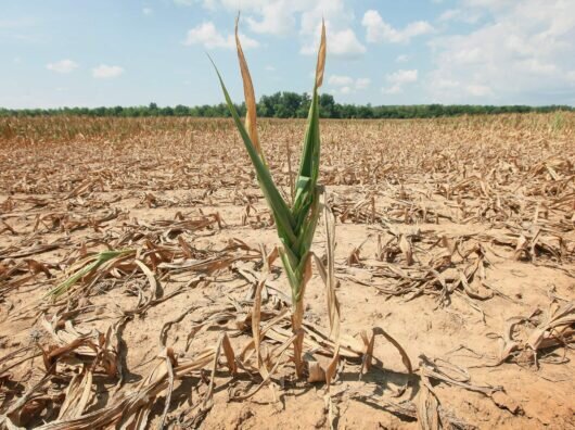    // фото: fertilizerdaily.ru