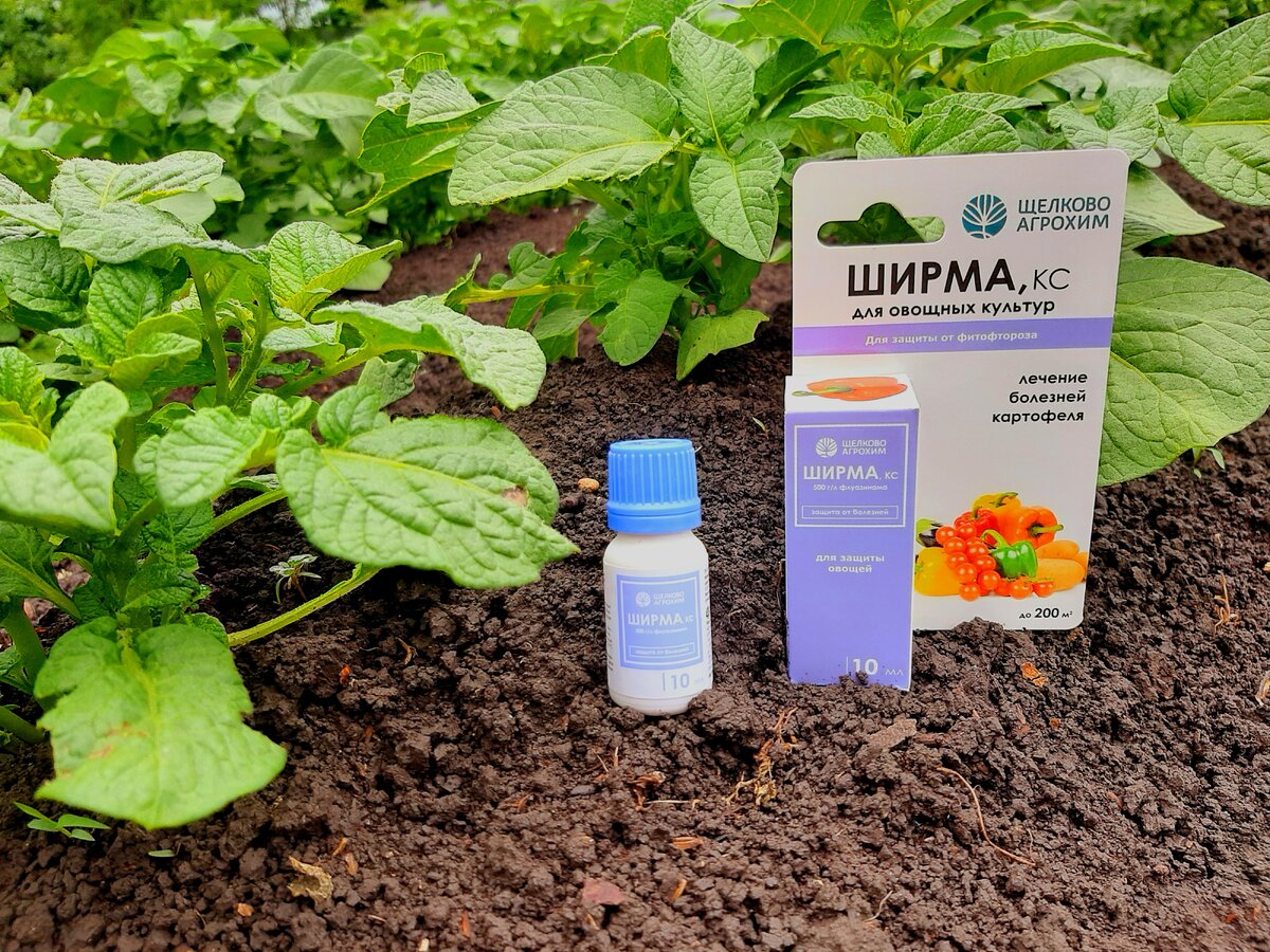    Фунгицид «Ширма» предназначен для борьбы с фитофторозом картофеля. Реклама. АО «Щелково Агрохим» ИНН: 5050029646 ERID: 2SDnjeoKi2u