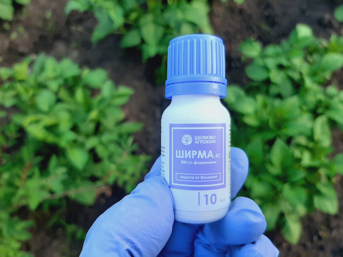    Фунгицид «Ширма» безопасен для картофеля