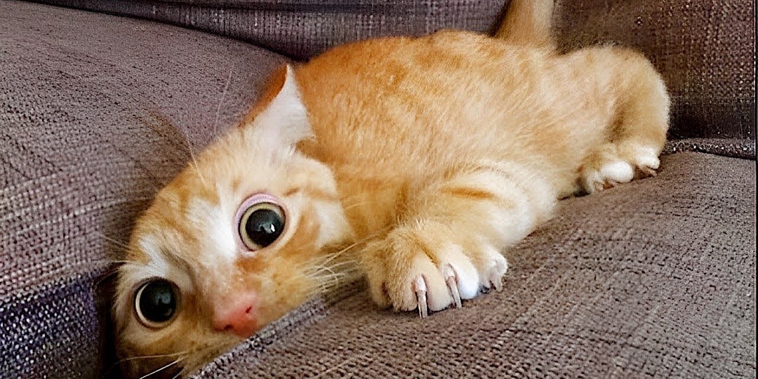 Реальные СМЕШНЫЕ истории про КОТИКОВ и КОШЕЧЕК