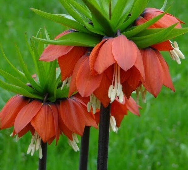Рябчик императорский (Fritillaria imperialis): описание и фото.