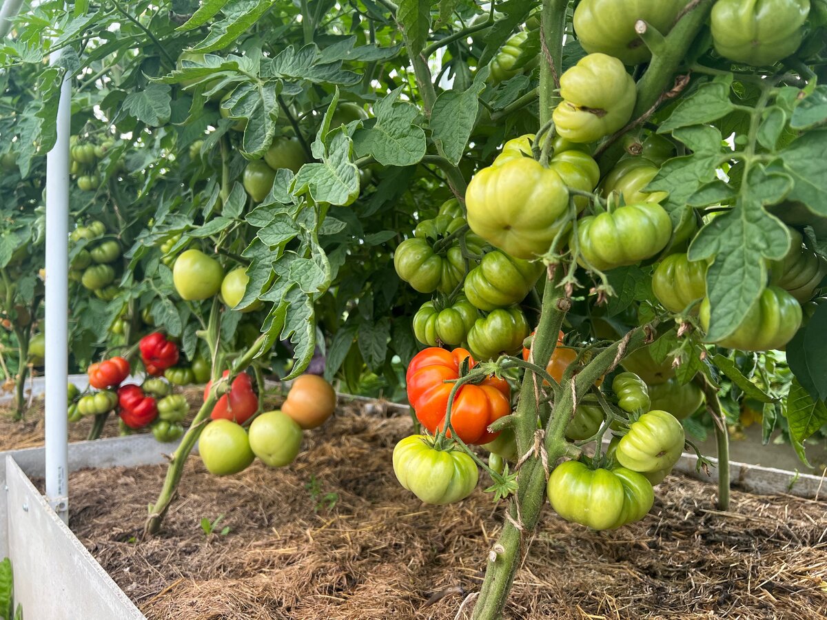 фото из личного архива 