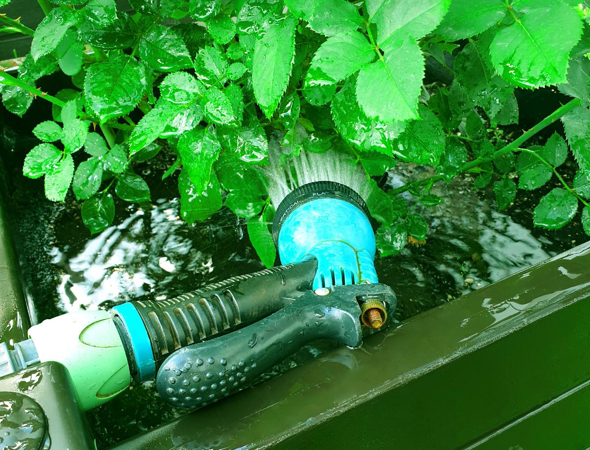 Полив из шланга. Фото автора.