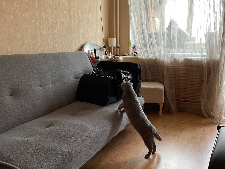 Наш кот Сэм понимает, что его что-то ждёт.