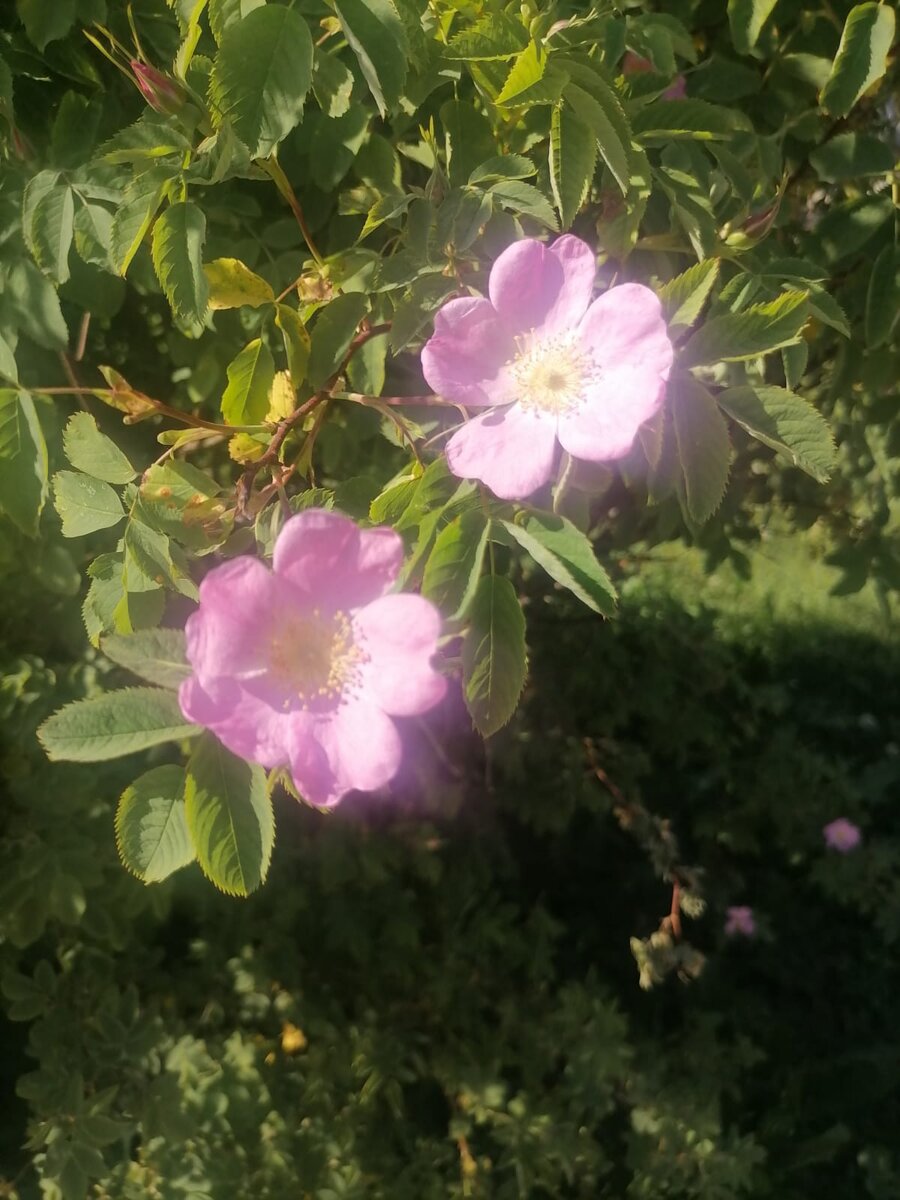 Цветы - это остатки Рая на земле