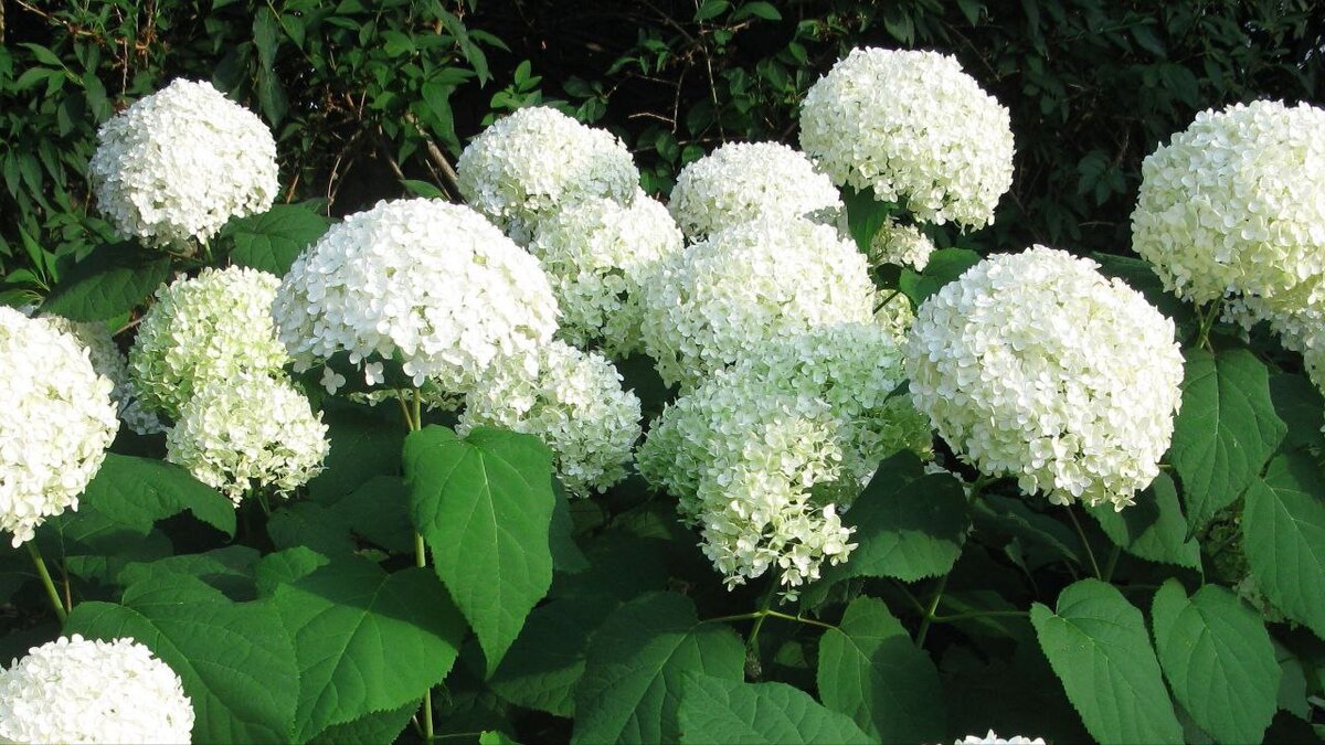 Белоснежная гортензия привлекает внимание любого