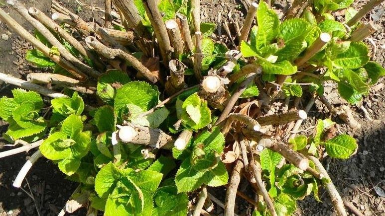 Пробуждение гортензии после зимы