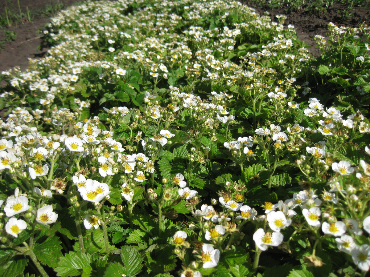 Земляника, фото автора от 01 июня 2024 года