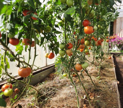 Снизу - буроватое, сверху - зеленое.