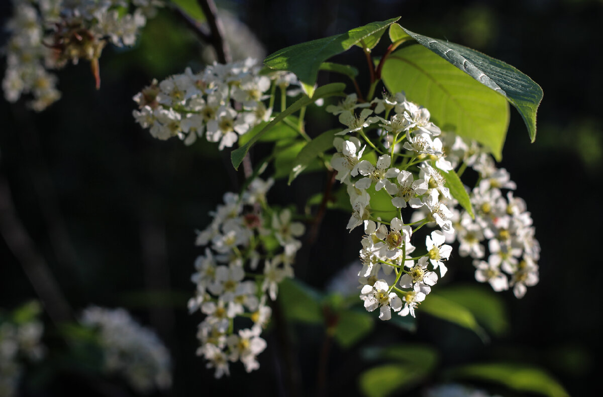 Черемуха (фото автора: Ольга Ч.)