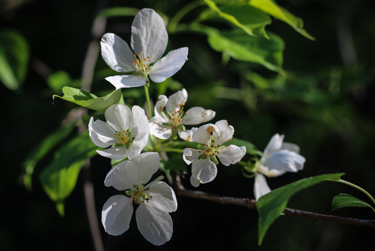 Яблоня (фото автора: Ольга Ч.)