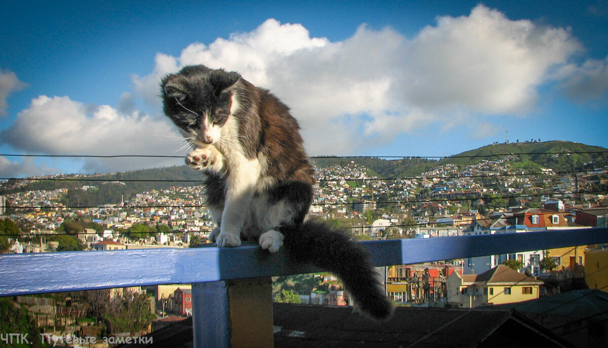 Котики приветствуют вас в Чили, в городе мечты Вальпараисо