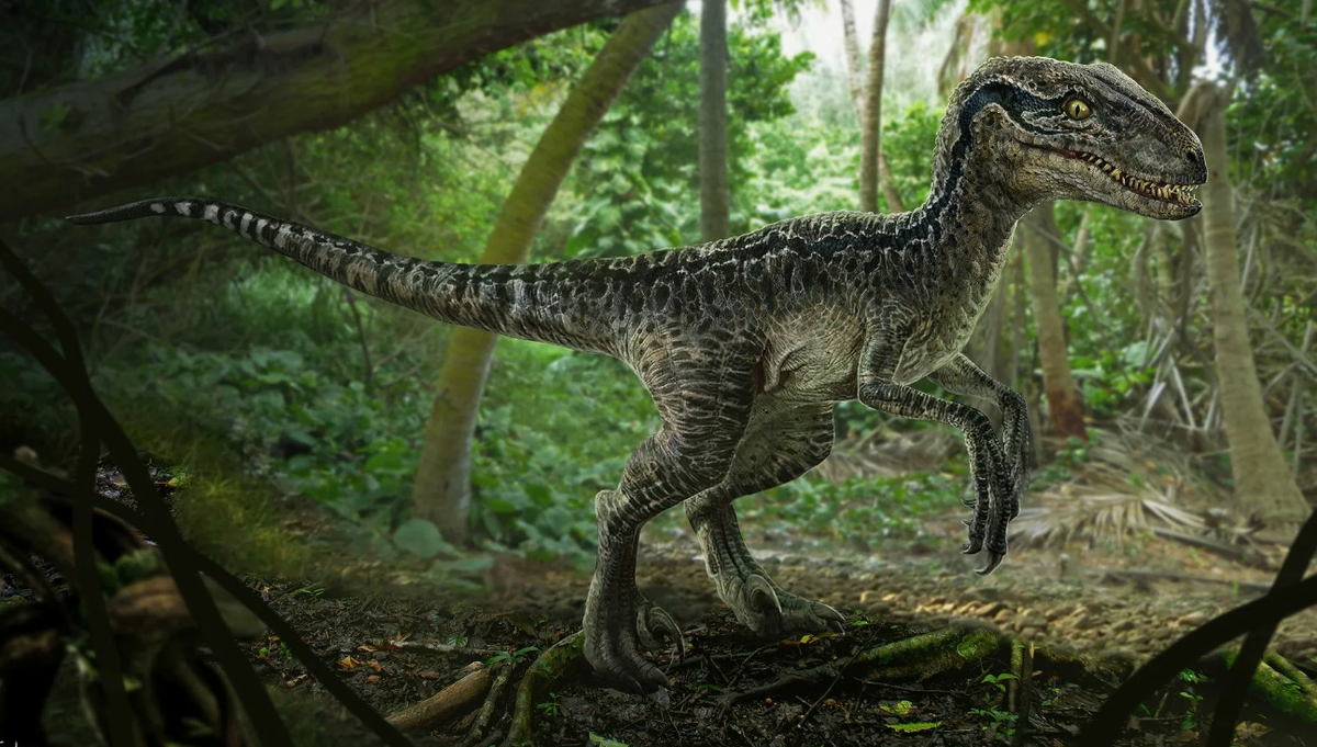 Велоцираптор (Velociraptor mongoliensis)