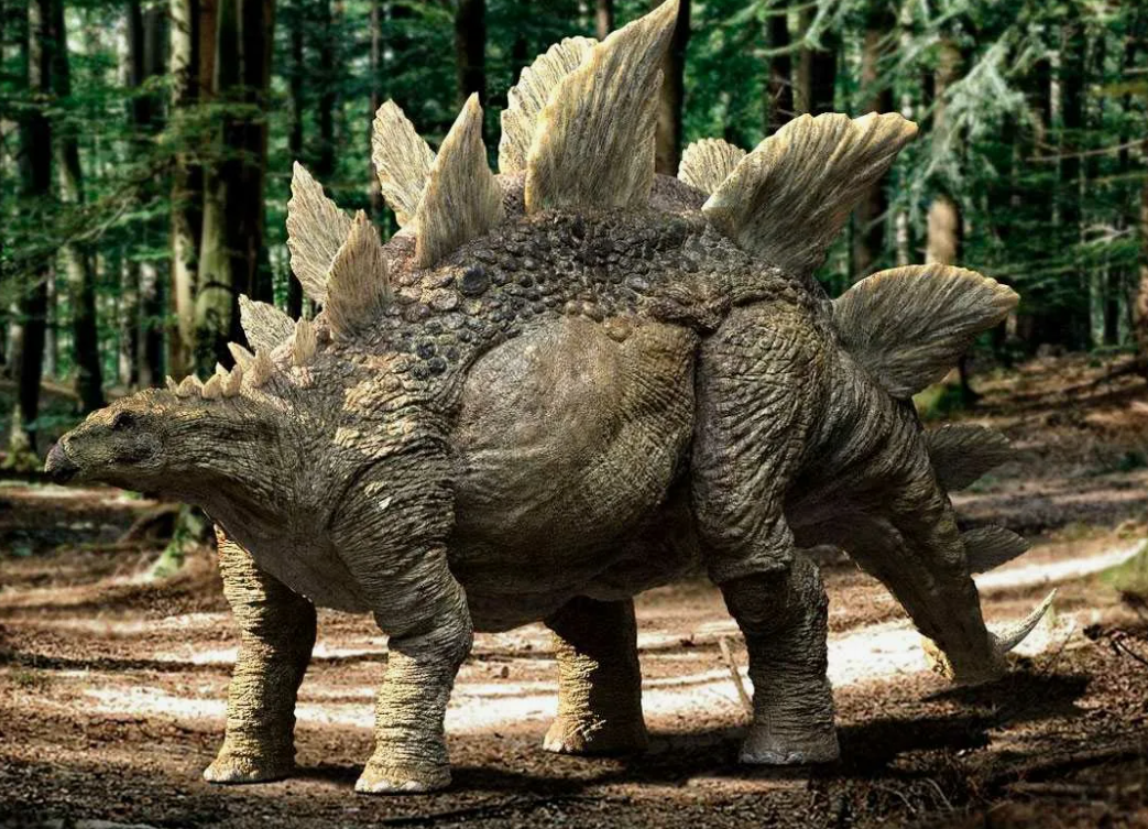 Стегозавр (Stegosaurus stenops)