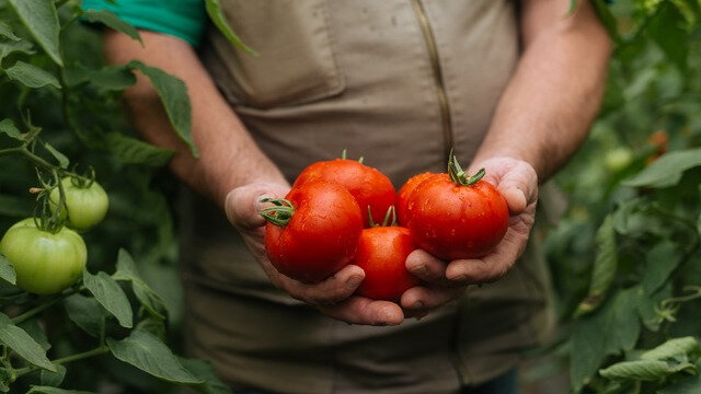 Правильный уход за томатами гарантирует получение высокого урожая.