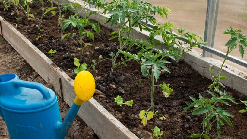 Несмотря на то, что у помидоров, растущих в теплице, есть крыша над головой, на частоту поливов влияют погодные условия. 