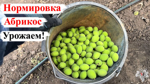 НОРМИРОВКА АБРИКОСА Урожаем!