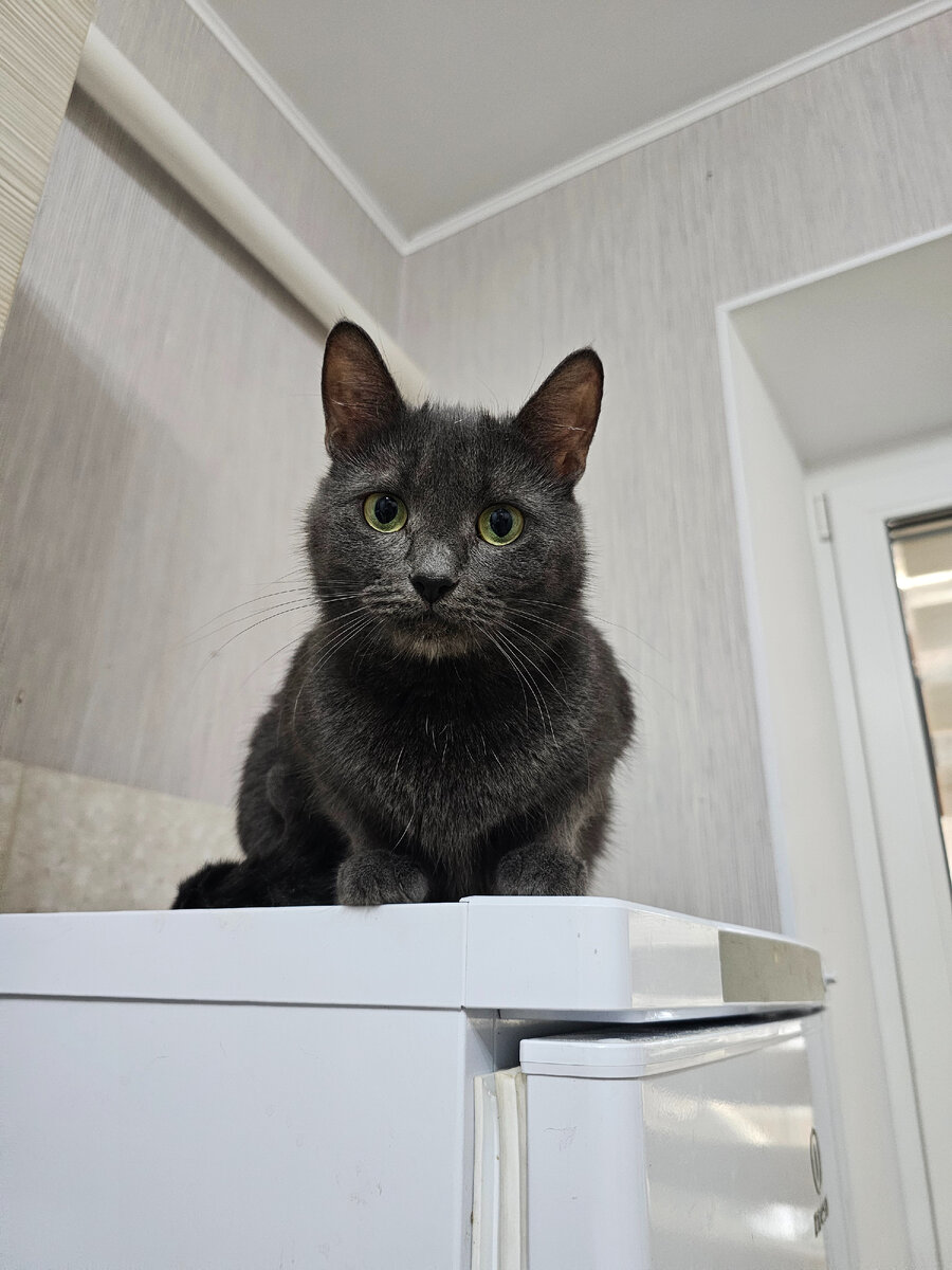 Фото автора. Кошечка Мару.