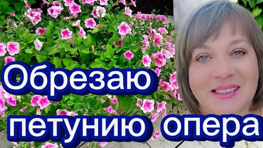 Чтобы петуния цвела пышным шаром. 🌺Обрезка петунии