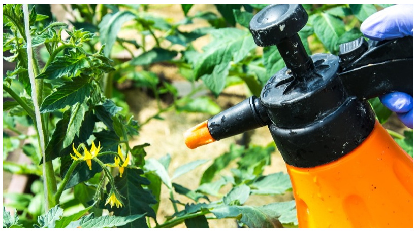 "Подкормка томатов" во время цветения. Эффективные составы – отличное завязывание плодов (обогащающий коктейль и точечное опрыскивание)