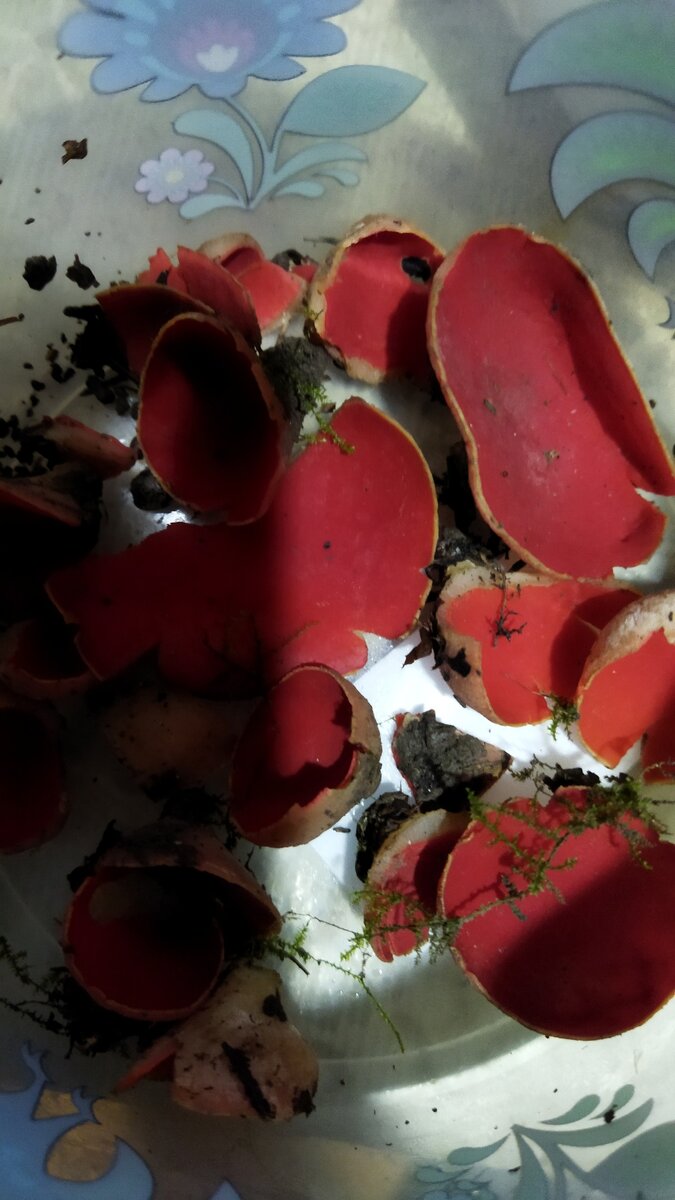 Саркосцифы алые в контейнере