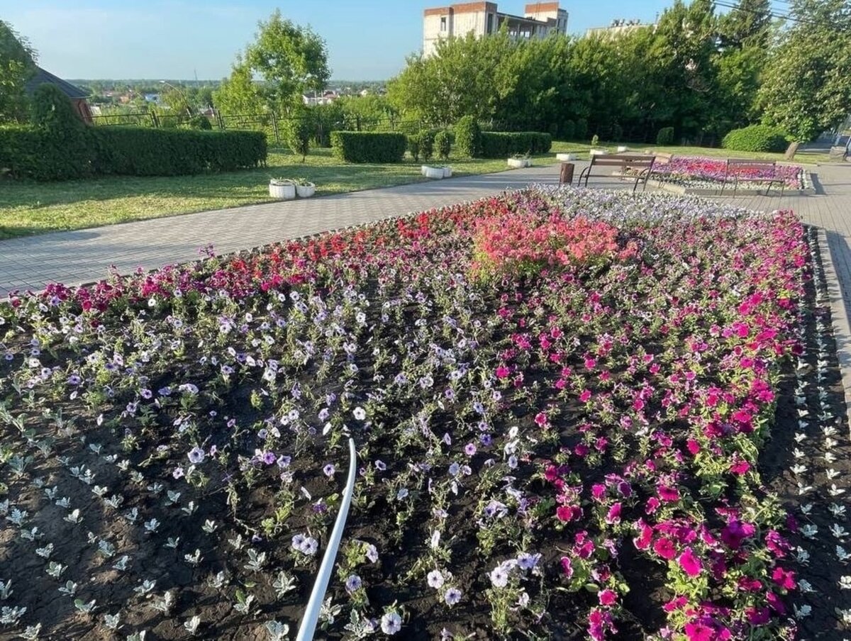    В Курске заменят растения, погибшие от ночных заморозков