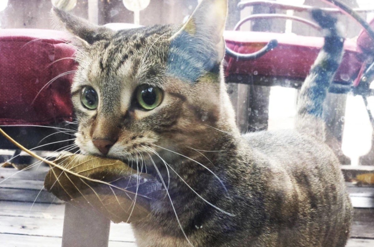 Stoned_Barista / Reddit