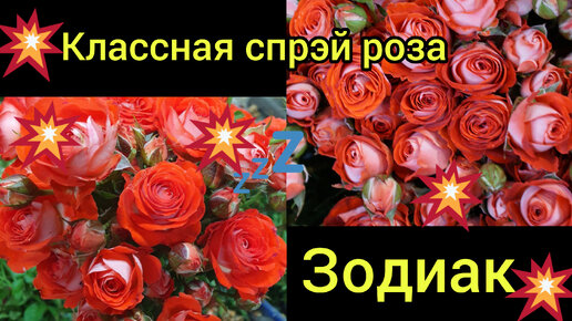 🌹Роза спрэй-Зодиак 😃🔥🔥🔥🔥🔥, цветение новеньких в саду 🙏😍...