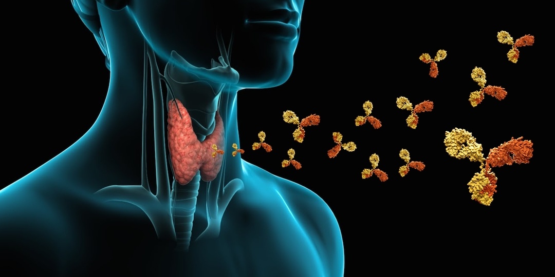 Полезные и вредные продукты для щитовидной железы