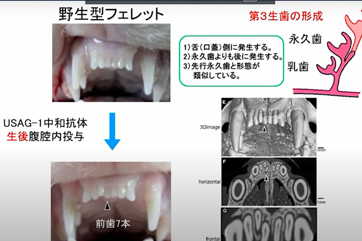 Kitano Hospital,OSAKA / YouTube📷Иллюстрация результатов лабораторных испытаний на животных