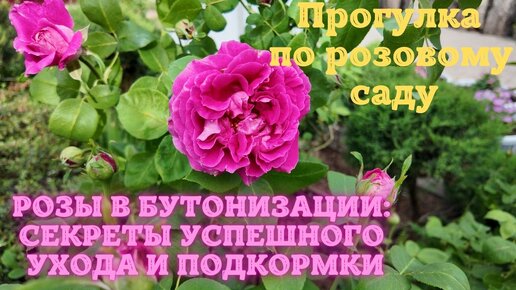 Розы в бутонизации: секреты успешного ухода и подкормки