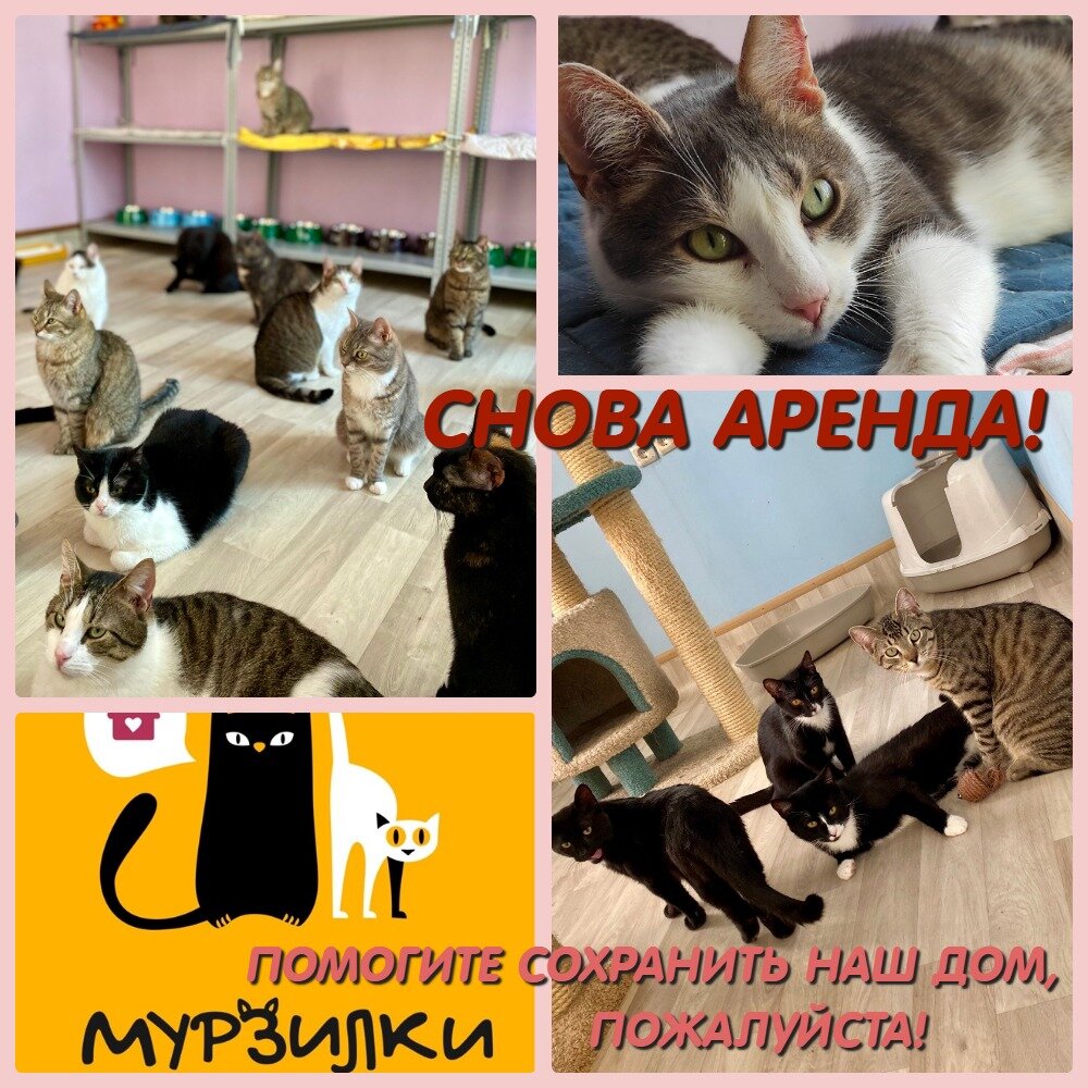 Не успели выдохнуть - снова ОНА! 🙀 Аренда... Друзья, помогите котикам  сохранить единственный дом🙏🙏🙏 | Мини-приют 