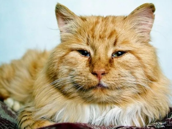 Как понять, что кошка доживает свои последние минуты