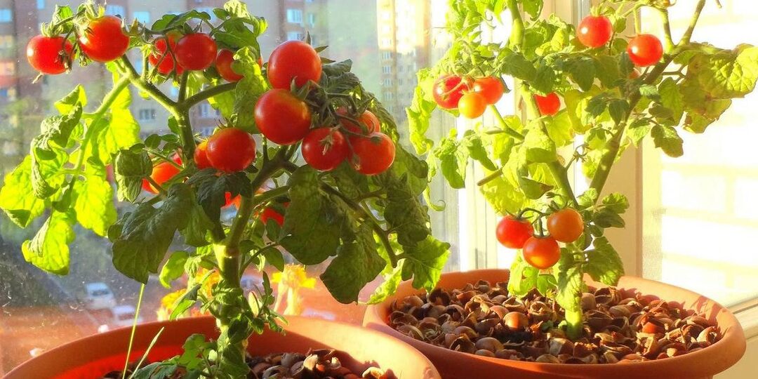 Как вырастить помидоры дома на подоконнике?