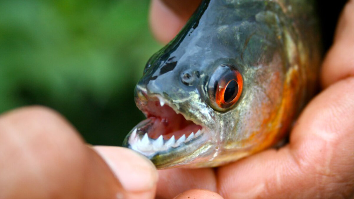 What It’s Like to Fish for Piranhas in the Amazon Dangerous fish, Fish, Deadly a